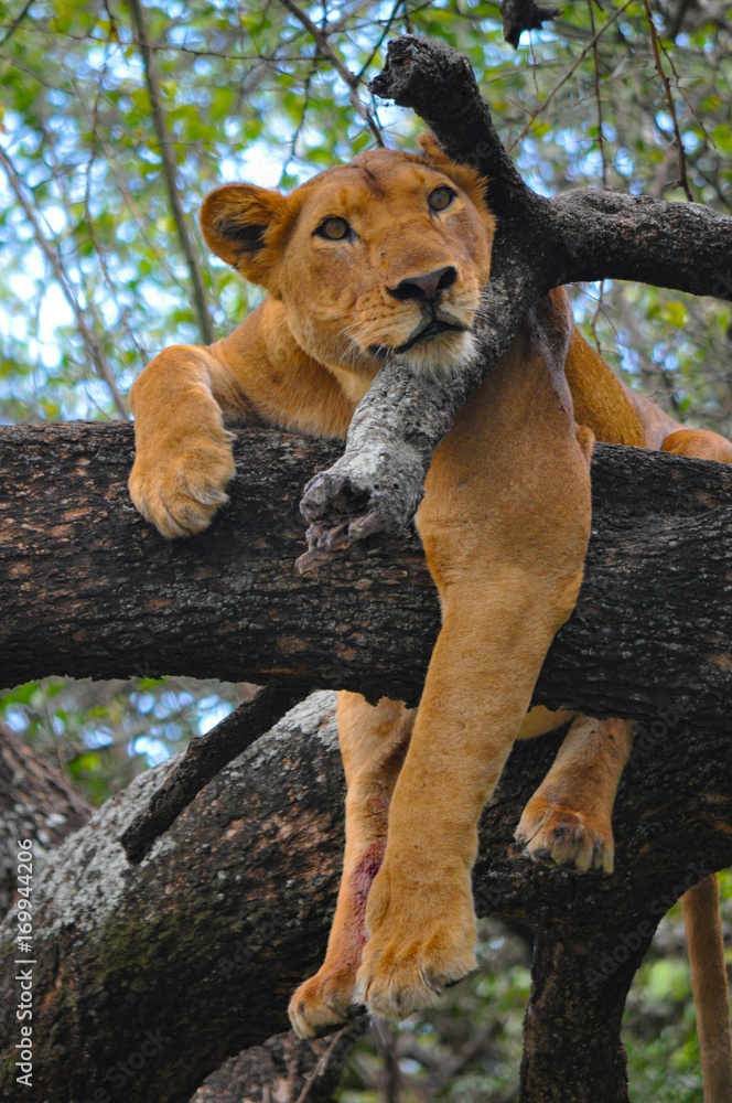 A lioness relaxing in a tree in Lake Manyara National Park, Tanzania. - obrazy, fototapety, plakaty 