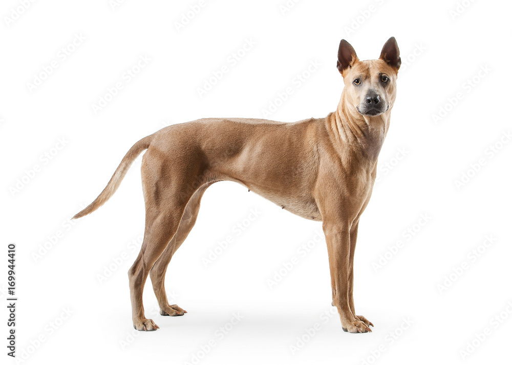 Dog. Young Thai Ridgeback dog on white backgrond