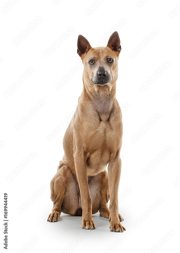 Dog. Young Thai Ridgeback dog on white backgrond