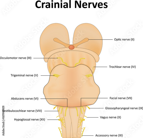 Cranial Nerves Labeled Diagram