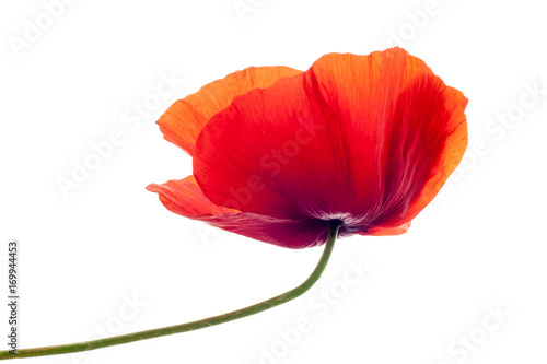 poppy flower