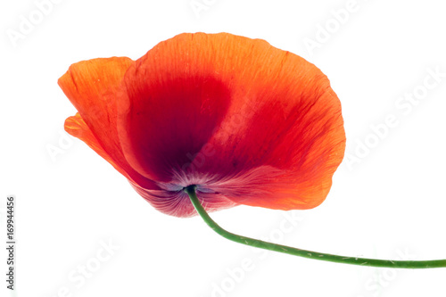 wonderful isolated red poppy flower, white background. studio shot, closeup