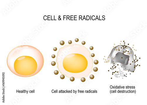 cell and free radicals