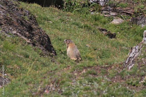 marmotte photo