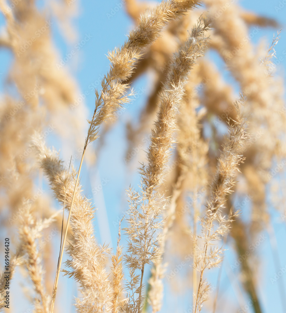 Fototapeta premium plant with seeds on a blue background