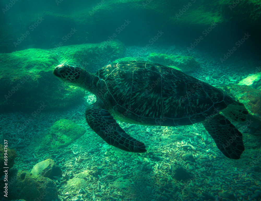 sea turtle III sea turtle III