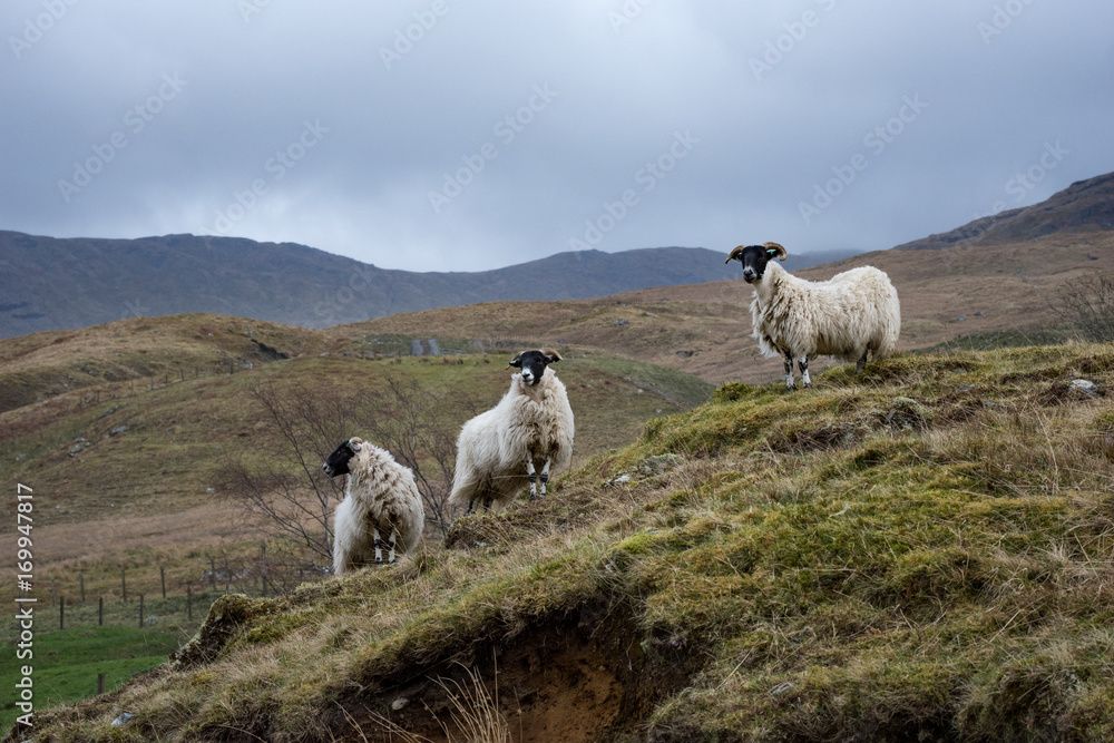 Fototapeta premium Scottish Highland sheep