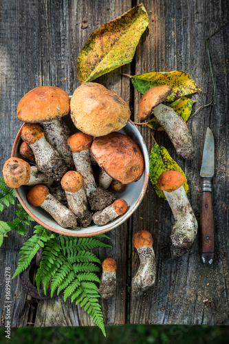 Various wild mushrooms with green fern from forest