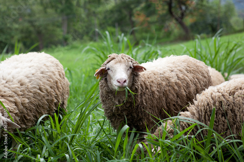 Sheep eat grass in the pastures of the countryside of Thailand