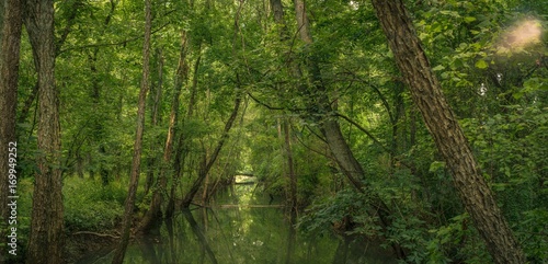 Fototapeta Naklejka Na Ścianę i Meble -  Reflecting trees in a swamp