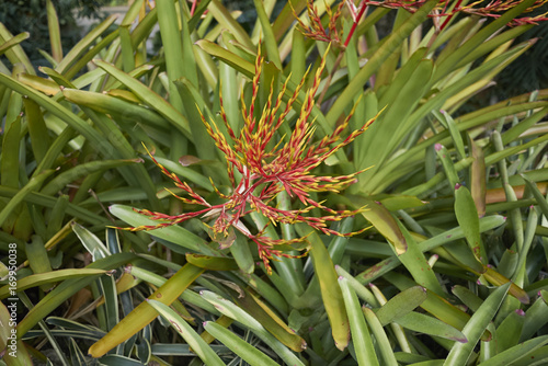 Aechmea blanchetiana photo