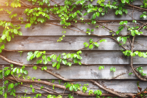 Green creeper on wooden wall