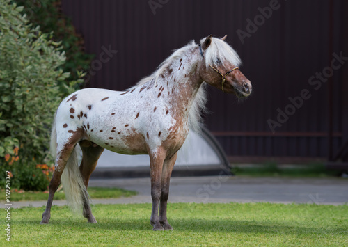 Appaloosa American miniature horse standing on green grass.