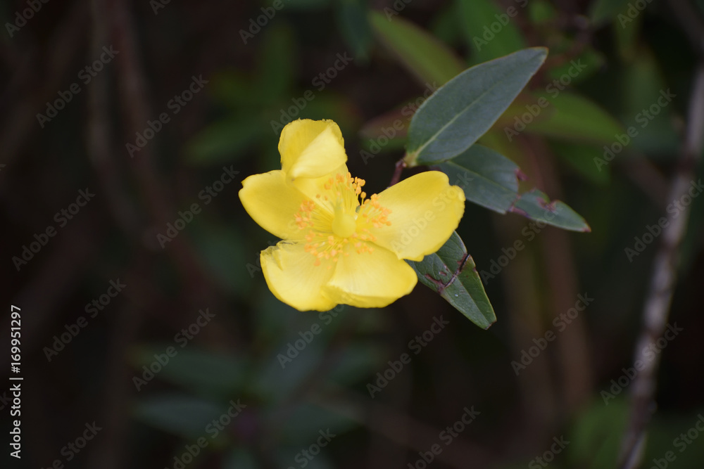 Obraz premium Yellow flower on a shrub in a Belfast Park
