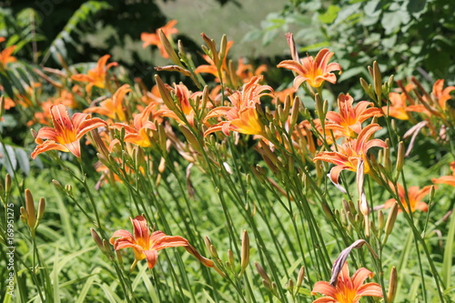 Orange day lily (Hemerocallis) beside an old country road. Day lilies are rugged, adaptable, vigorous perennials and comes in a variety of colors.   