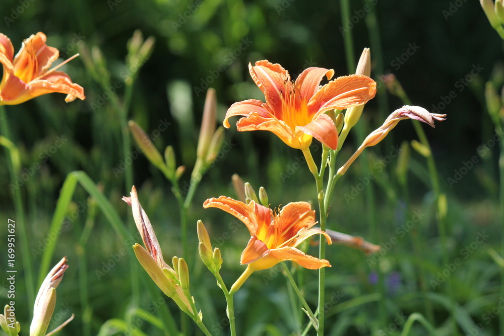 Orange day lily (Hemerocallis) beside an old country road. Day lilies are rugged, adaptable, vigorous perennials and comes in a variety of colors. Orange day lily (Hemerocallis) beside an old country road. Day lilies are rugged, adaptable, vigorous perennials and comes in a variety of colors.