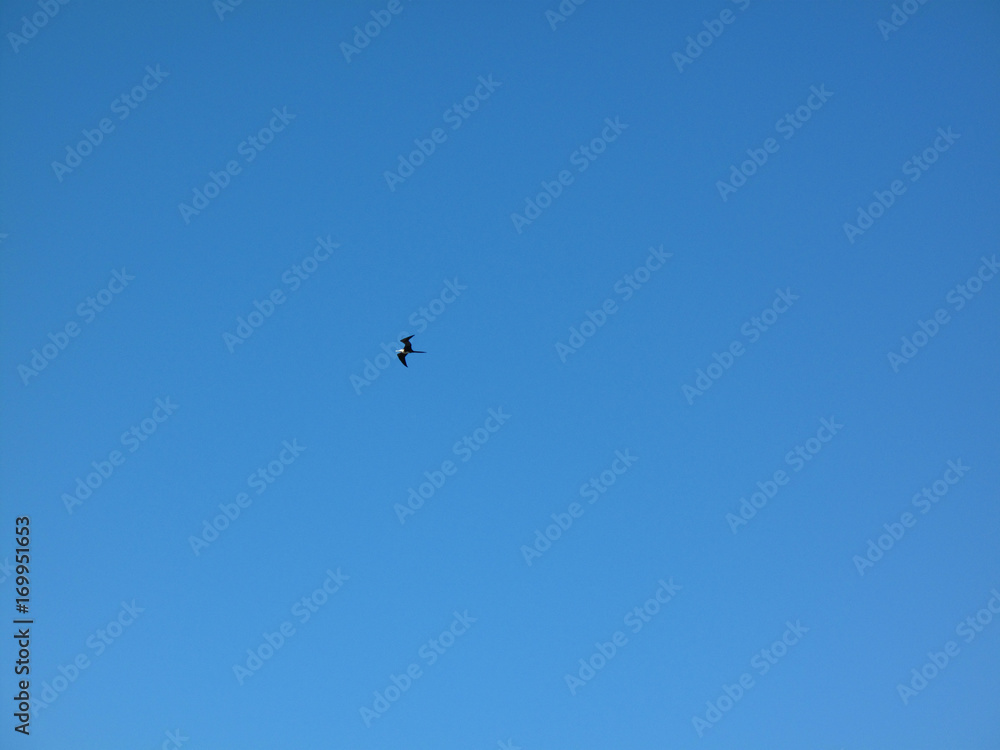 lonely seagull on deep blue sky lonely seagull on deep blue sky