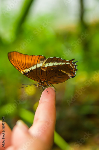 Mindo in Ecuador, a perfect spot to see some beautiful butterflies, brown and orange wings posing over a finger photo