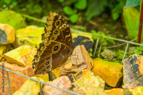 Mindo in Ecuador, a perfect spot to see some beautiful butterflies, posing over a rock licking the mineral sfrom a rock photo