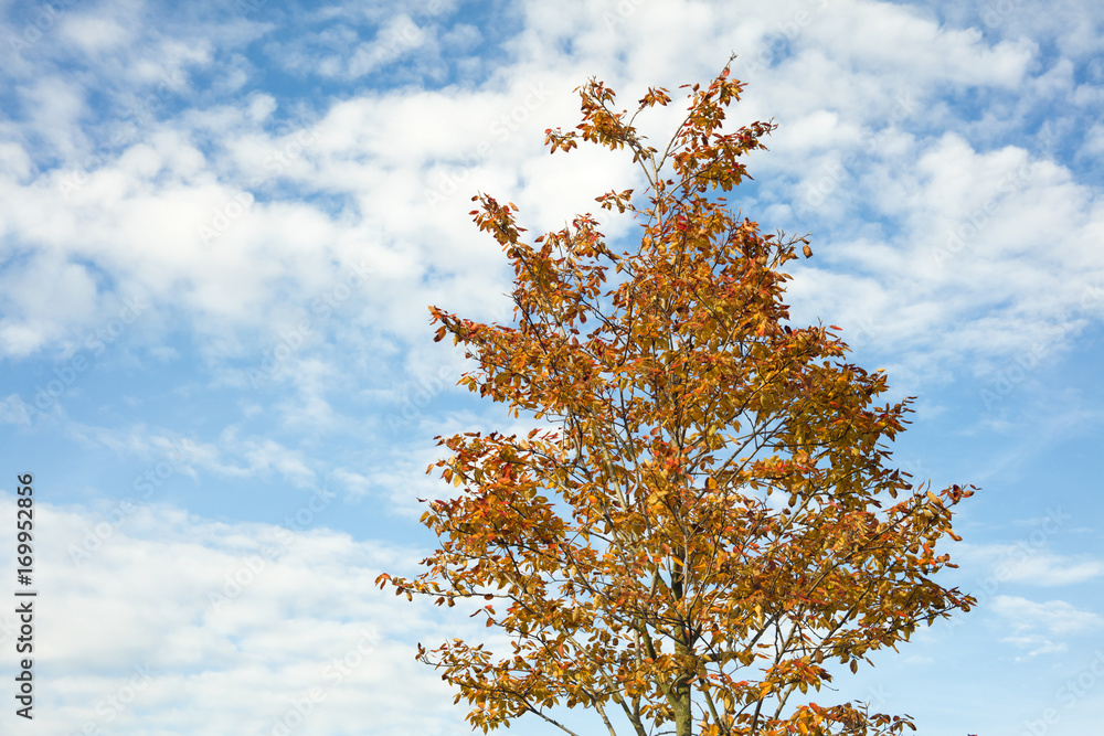 Golden tree in autumn on a blue sky