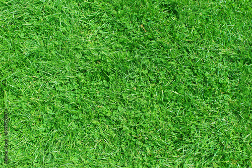 Nature green grass background top view