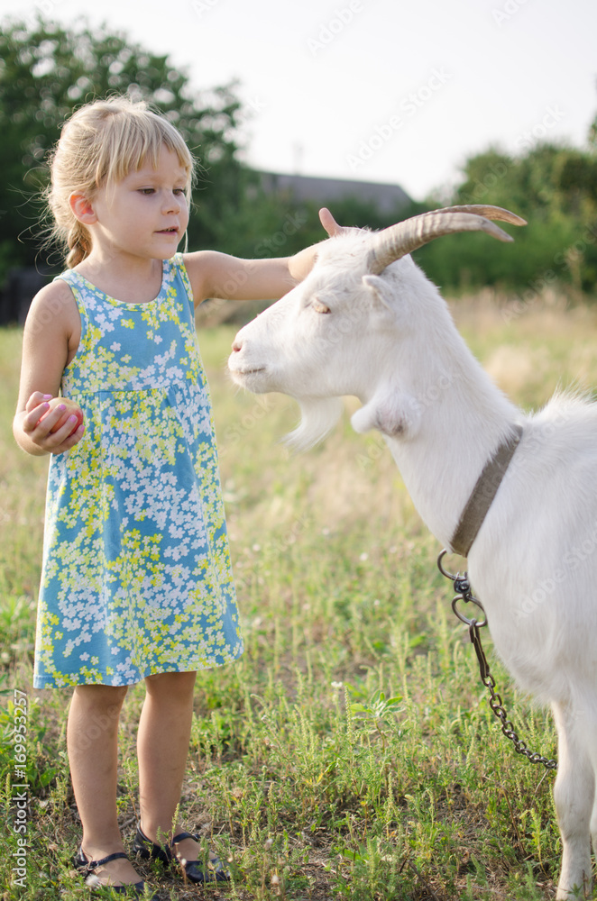 Little blond girl with goat on the pasture. Four year old lady with domestic animal on the fa Little blond girl with goat on the pasture. Four year old lady with domestic animal on the fa