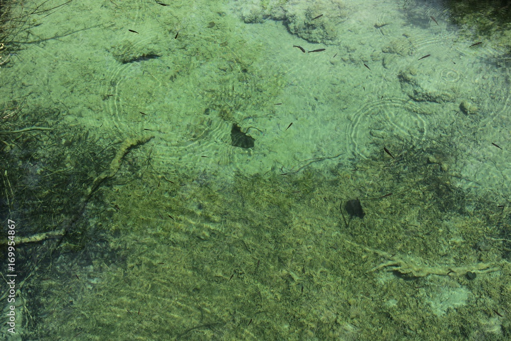 close up on clear green water in lake 