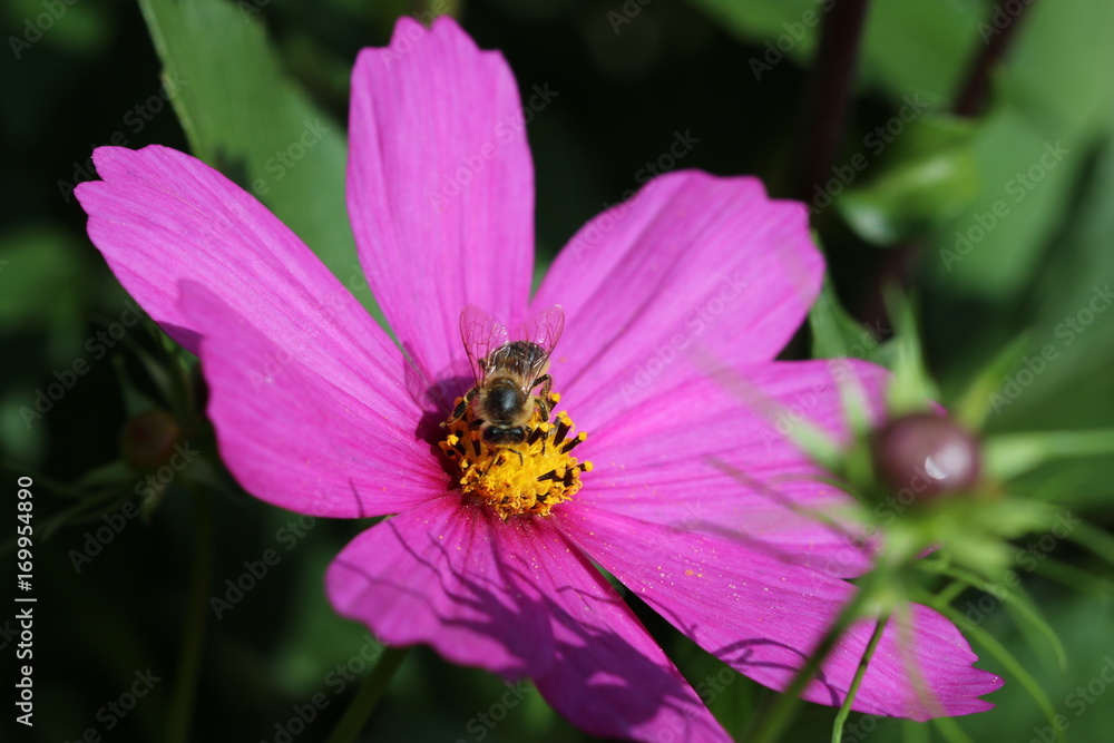 Cosmea mit Biene (Schmuckkörbchen) Cosmea mit Biene (Schmuckkörbchen)