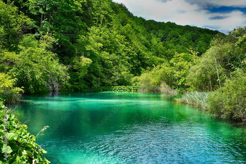 Fototapeta premium green water of lake in forest 