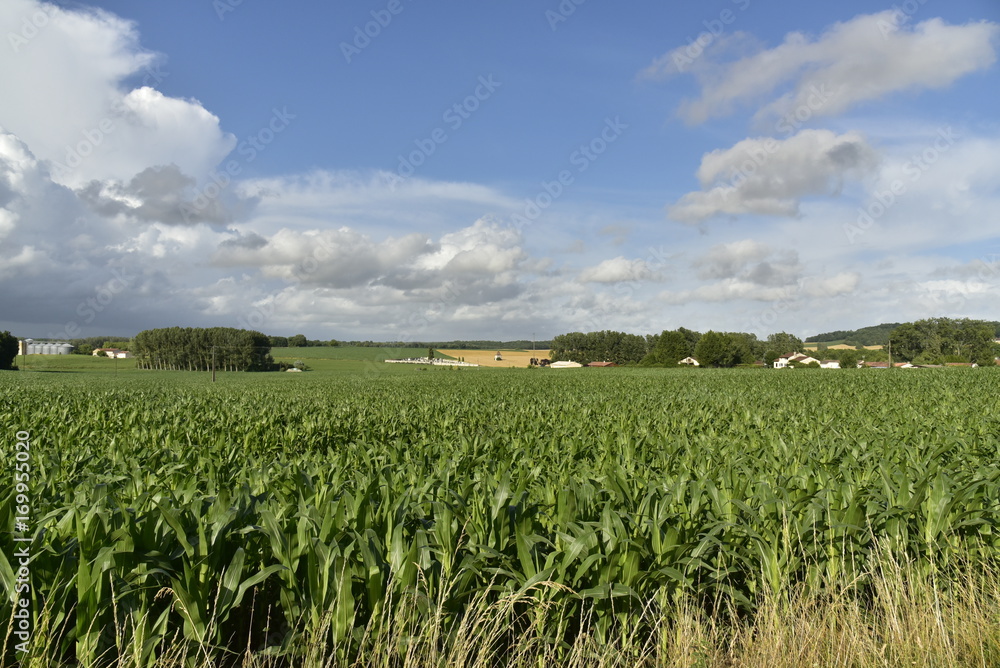 Superbe éclaircie avant l'arrivée d'un orage sur les vastes champs de maïs près de Champagne ,au Périgord Vert
