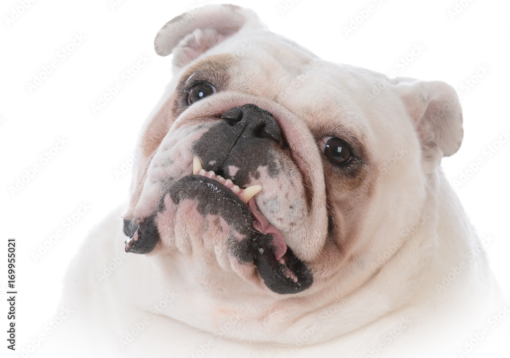 Fototapeta premium dog with tongue out panting