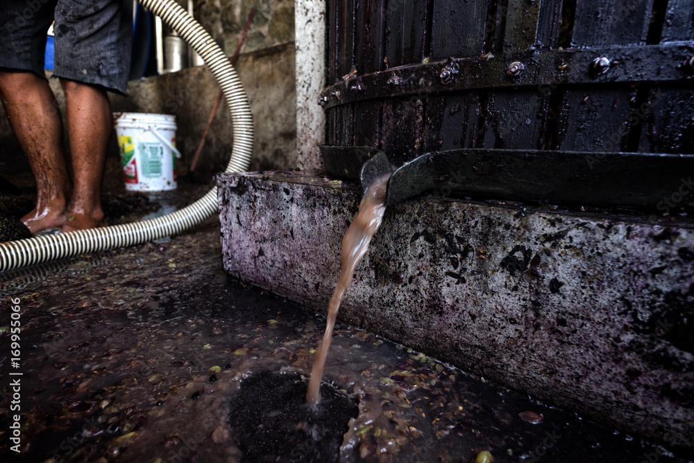 Obraz premium Harvest