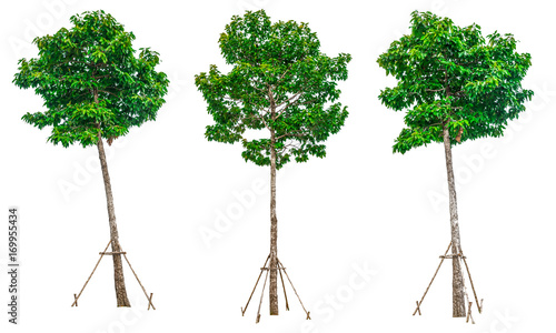 Obraz na plátně Collection of green trees isolated on white background for use in architectural design or decoration work