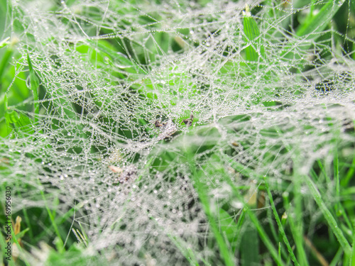 Spiderweb in green grass on the morning