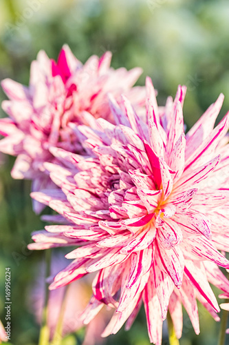 Fototapeta Naklejka Na Ścianę i Meble -  Beautiful pink red striped dahlias. Nature background