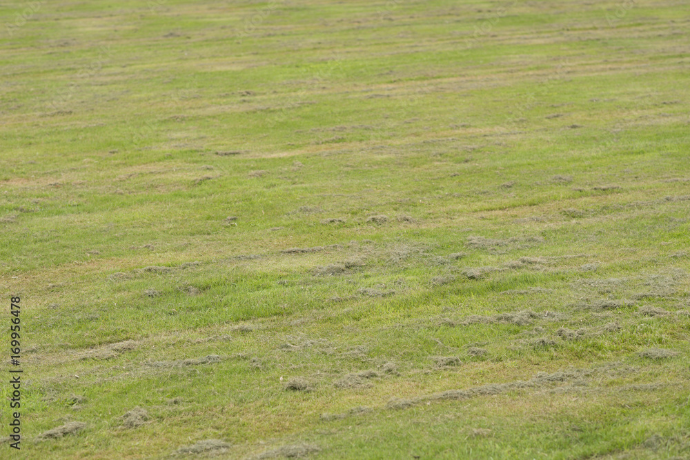 Mowed lawn with mowing strips. Mowed lawn with mowing strips.
