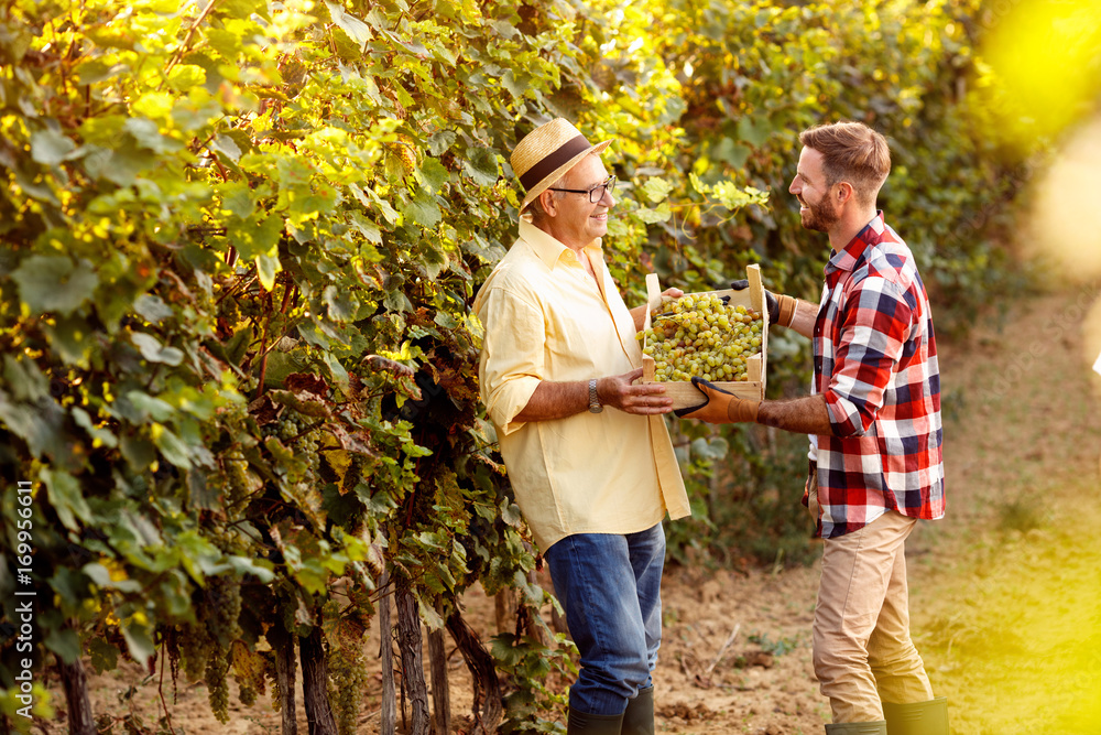Young grape harvest-father and son working at vineyard. Young grape harvest-father and son working at vineyard.