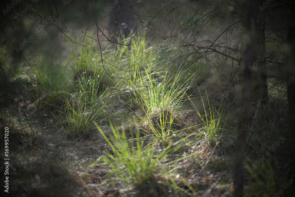 Floodlit grass in a forest. Floodlit grass in a forest.