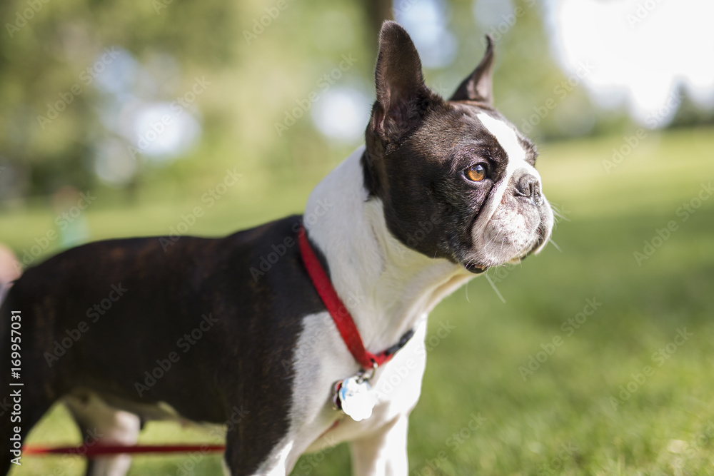 black and white Boston Terrier wearing a red harness