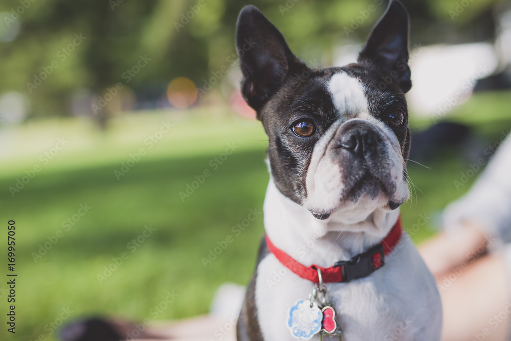 black and white Boston Terrier wearing a red harness