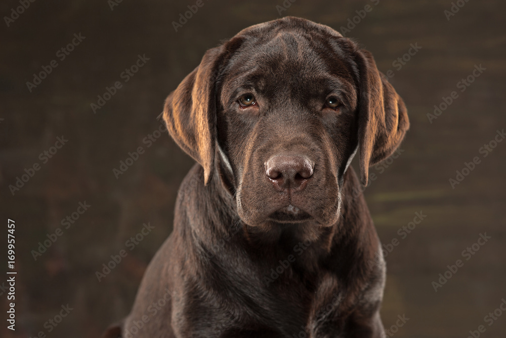 The portrait of a black Labrador dog taken against a dark backdrop. The portrait of a black Labrador dog taken against a dark backdrop.