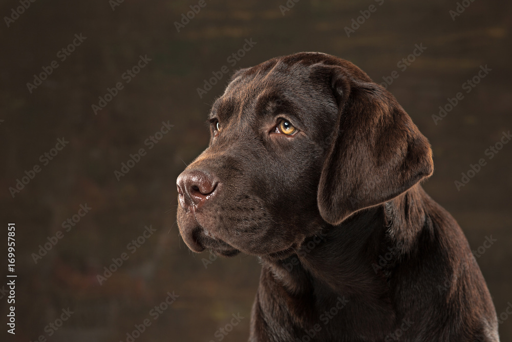 The portrait of a black Labrador dog taken against a dark backdrop.