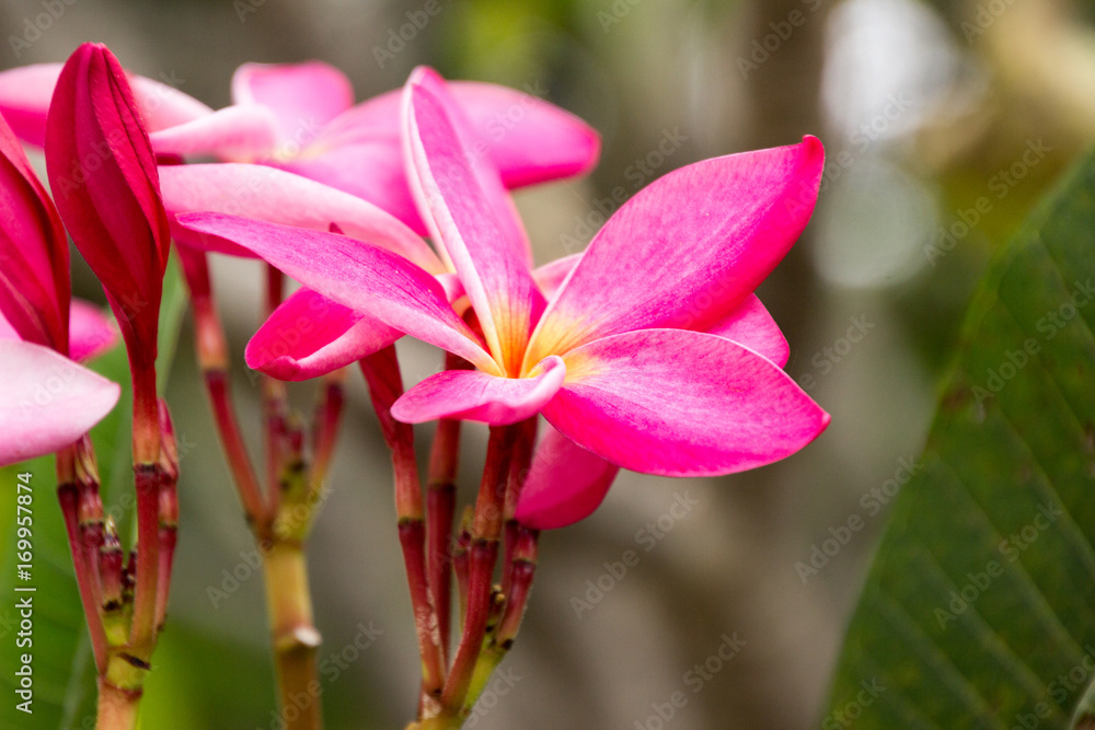 Pink Champa flower