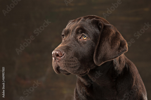 The portrait of a black Labrador dog taken against a dark backdrop. © master1305