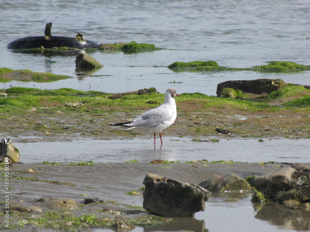 Mouette dans une flaque d'eau à marée basse Mouette dans une flaque d'eau à marée basse