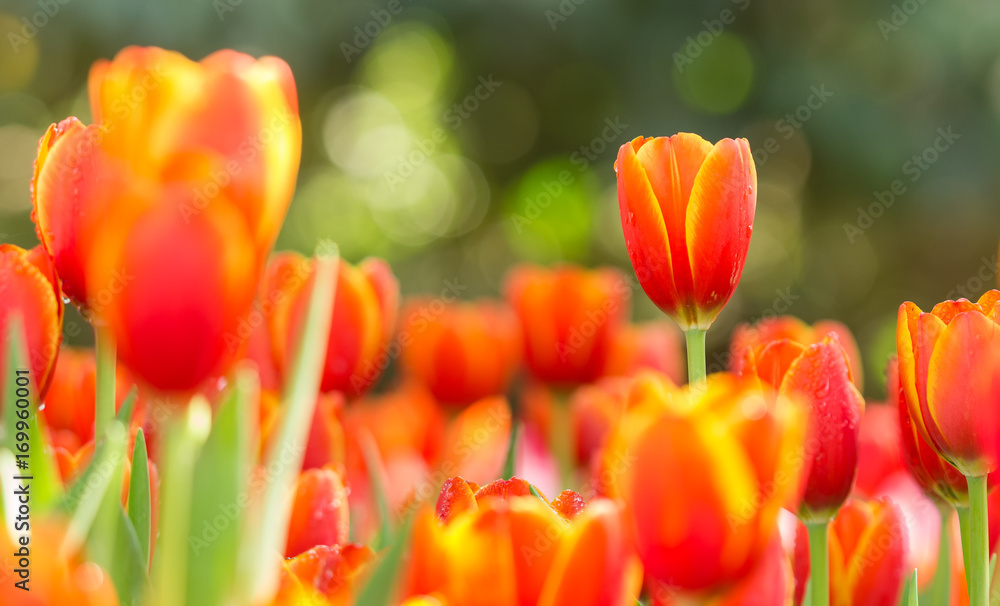 Fototapeta premium colorful orange tulips flowers in the garden