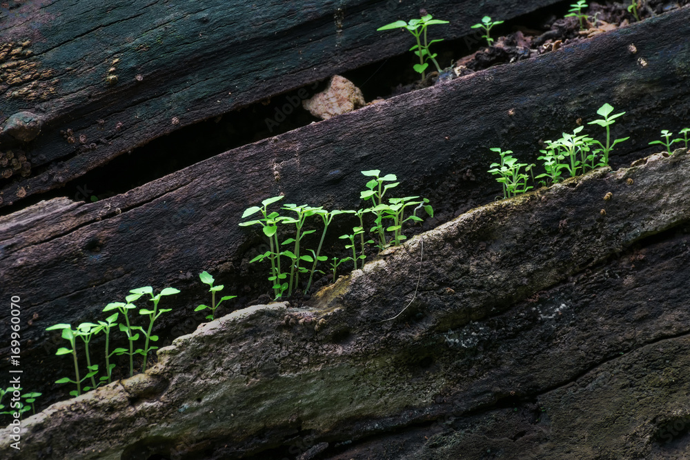 New plant growth on old tree trunk