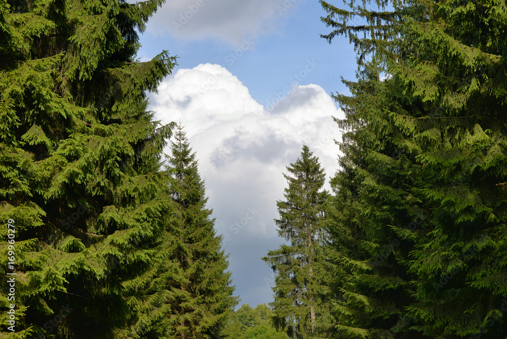 ein herz aus Wolken im grünen Wald