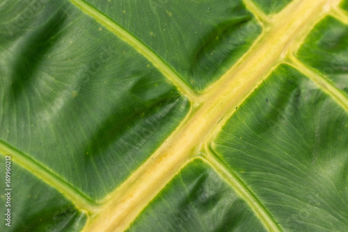 closeup green leaf vien texture background photo