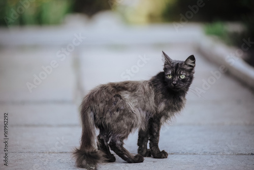 Canvas Print A stray cat is sitting on the asphalt. A lonely homeless animal.